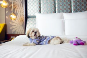 Pullman Aerocity hotel, a pet-friendly 5 star hotel in Delhi